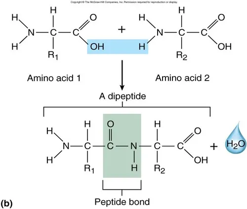 Dipeptide formation